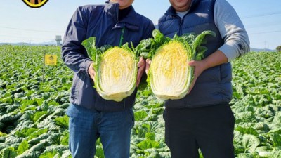 김장 초보 탈출! 절임배추고랭지 할인 후기🥬